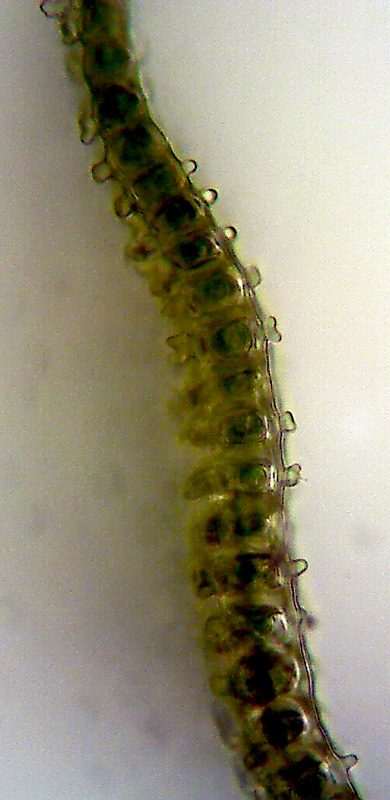 Hedwigia ciliata